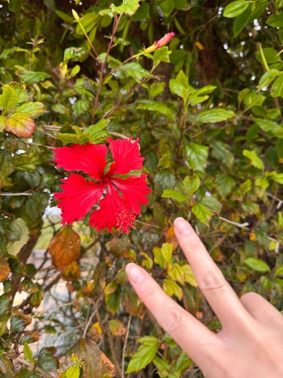 みかpicture