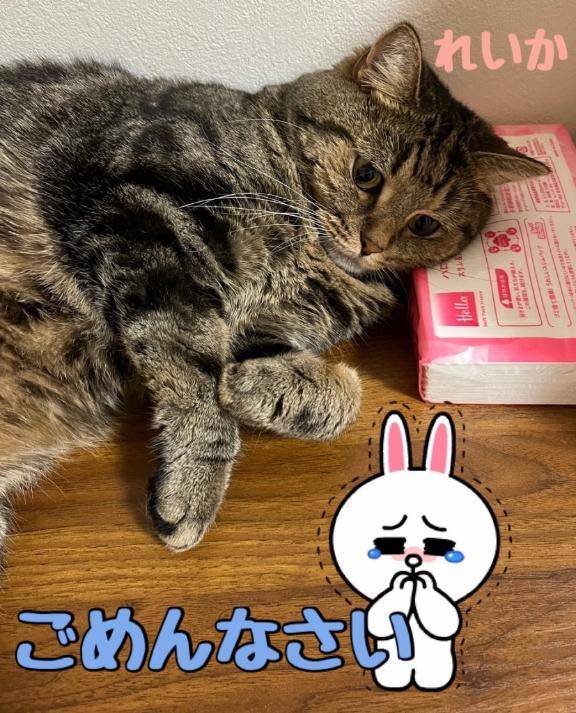 れいかpicture