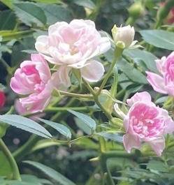 せれなpicture